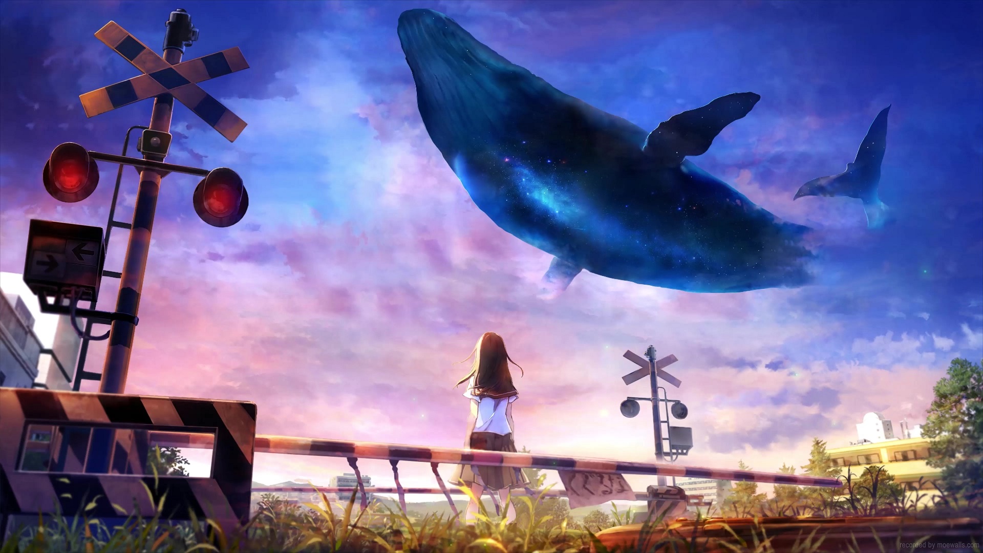 16 Whale Live Wallpapers Animated Wallpapers MoeWalls