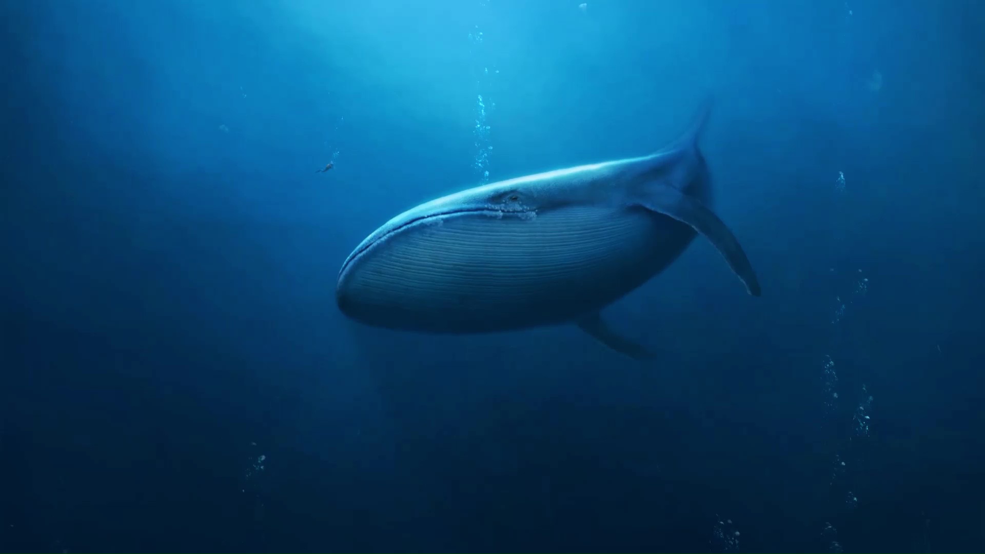 Whale Deep Sea Live Wallpaper - MoeWalls