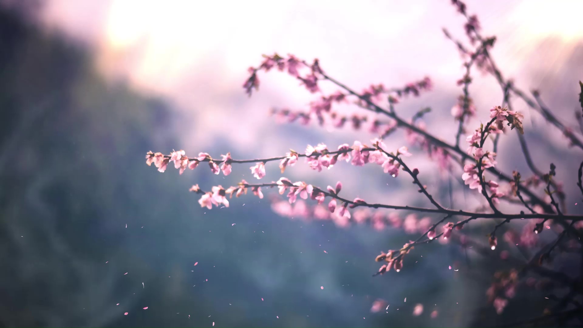 Sakura Tree Live Wallpaper - MoeWalls