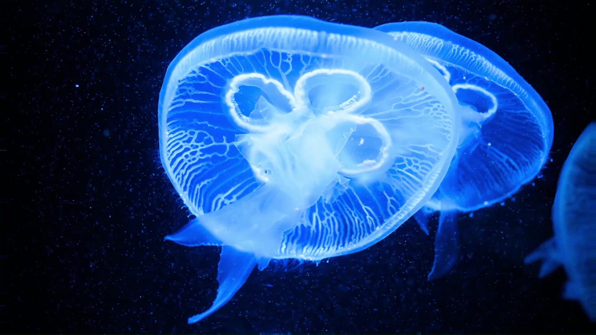 Jellyfish Live Wallpaper - MoeWalls