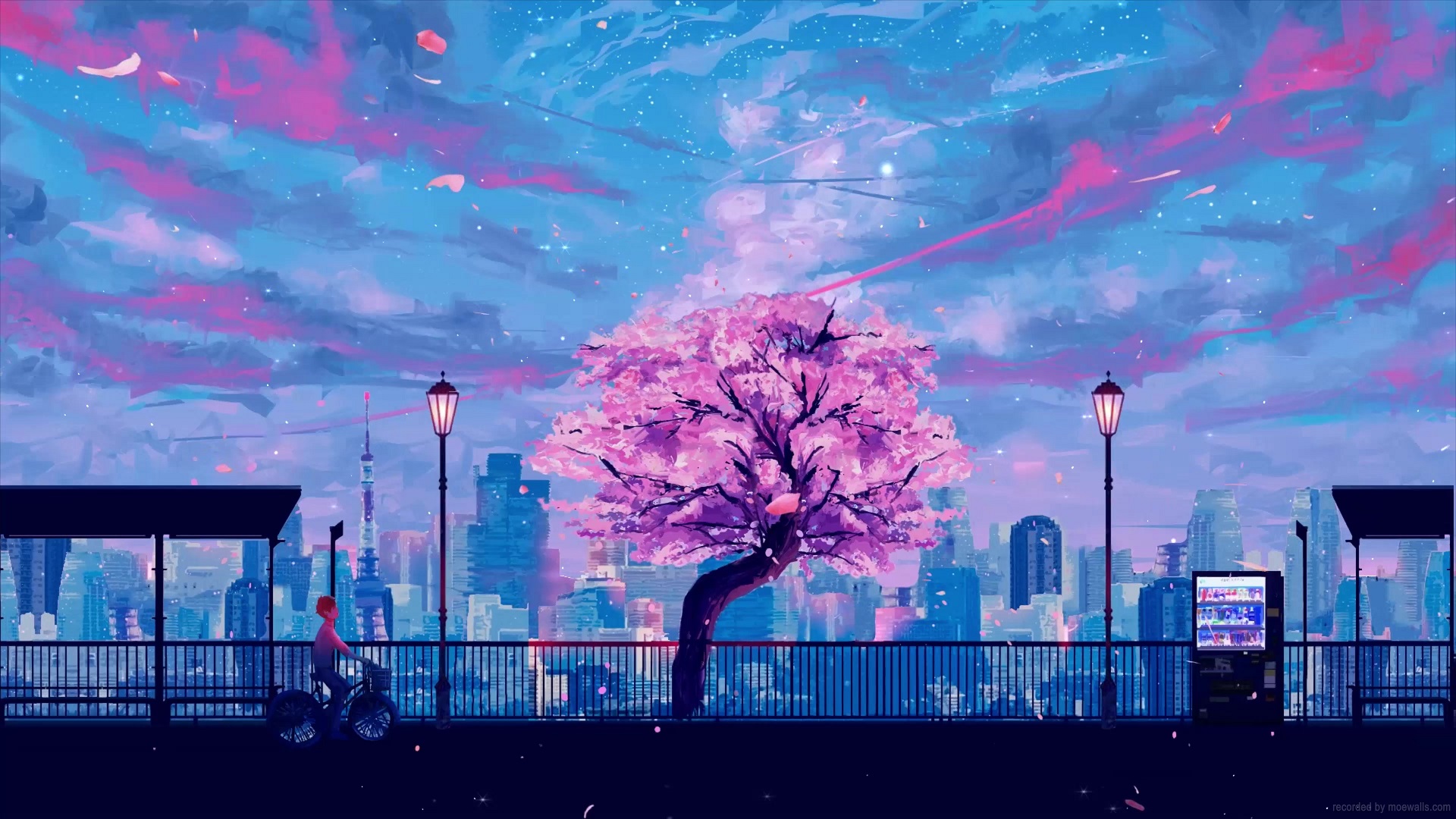 Anime Boy Riding Bicycle Cherry Blossom Road Live Wallpaper - MoeWalls