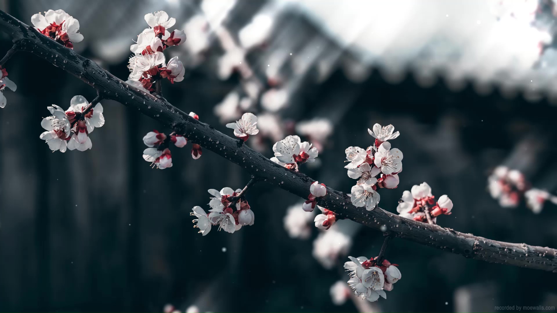 Cherry Blossom Ghost Of Tsushima Live Wallpaper - MoeWalls