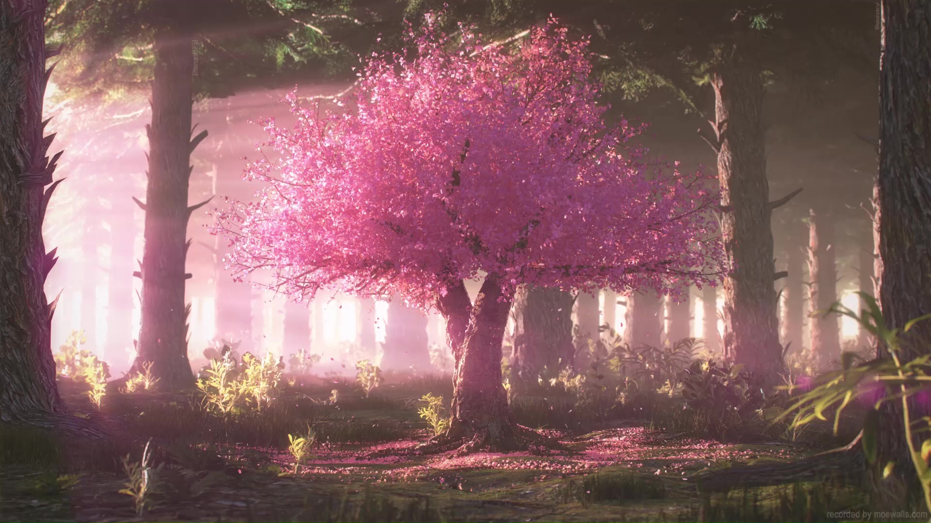 Cherry Blossom Tree In A Forest Live Wallpaper - MoeWalls