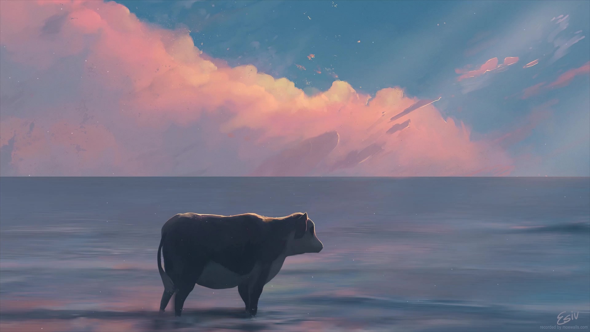 Cow In The Ocean Live Wallpaper - MoeWalls