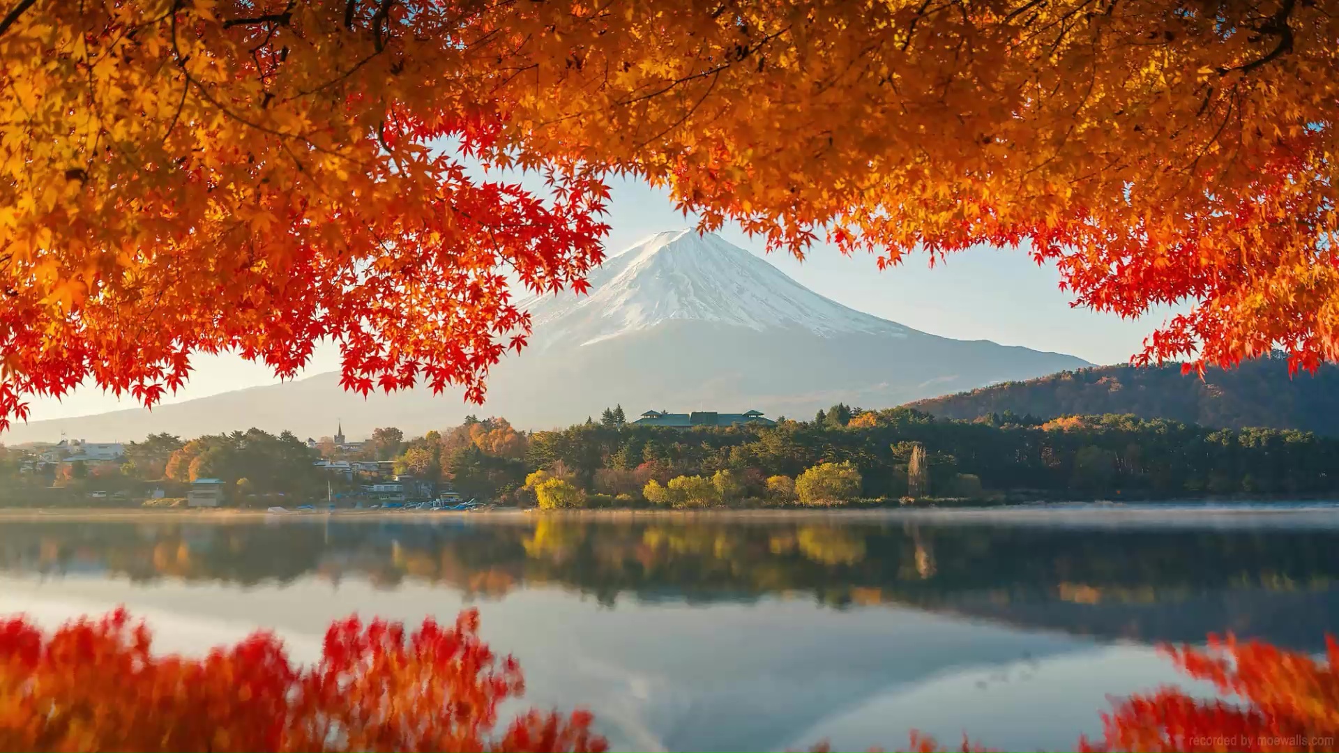 Mount Fuji Autumn Live Wallpaper - MoeWalls