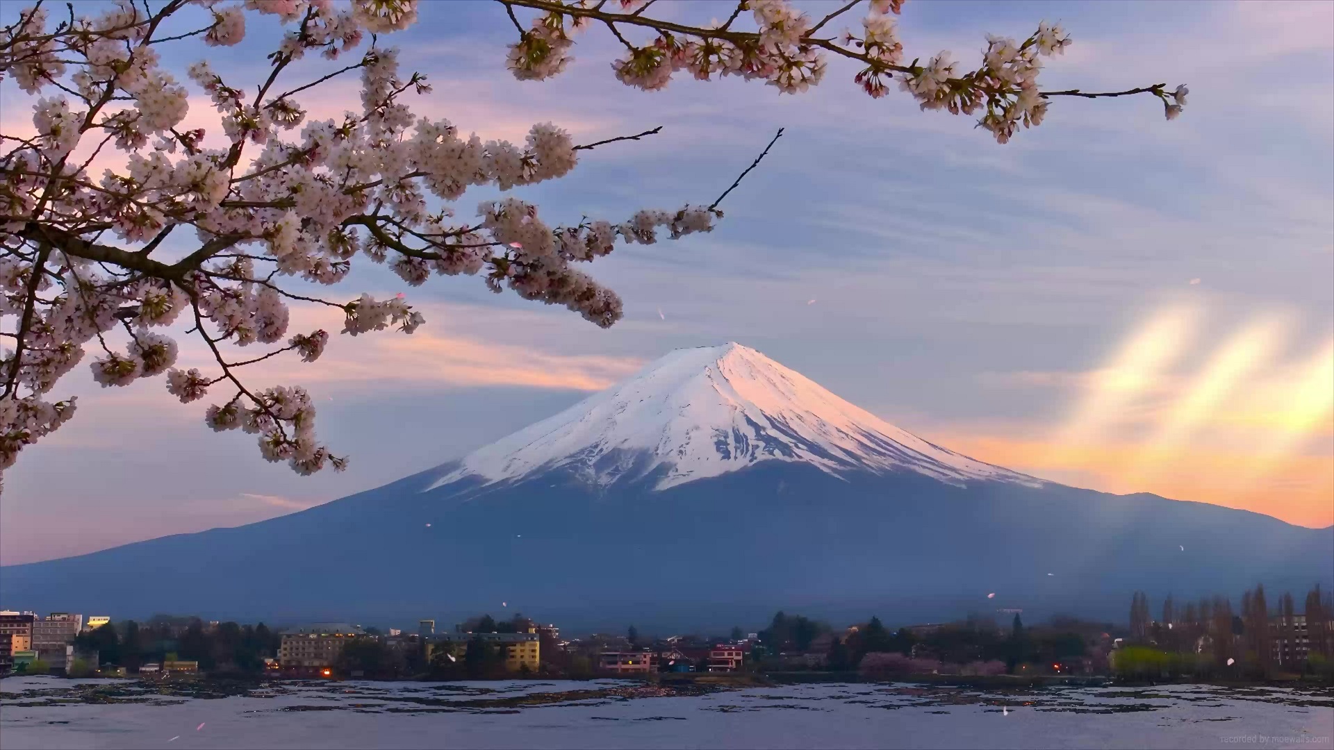 1389547 Mount Fuji, Cherry Blossom, Scenery, Volcano - Rare Gallery HD  Wallpapers