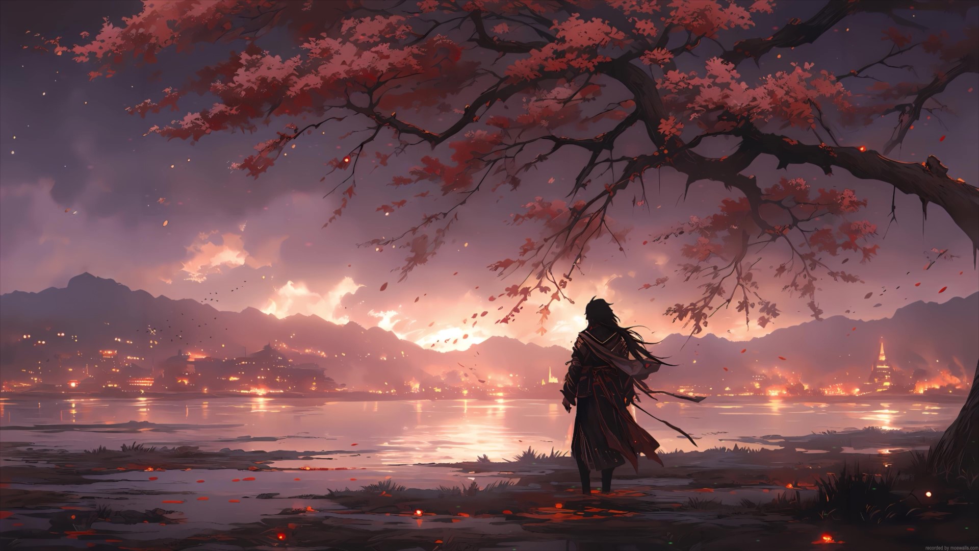 Fantasy Warrior Cherry Blossom Live Wallpaper Moewalls