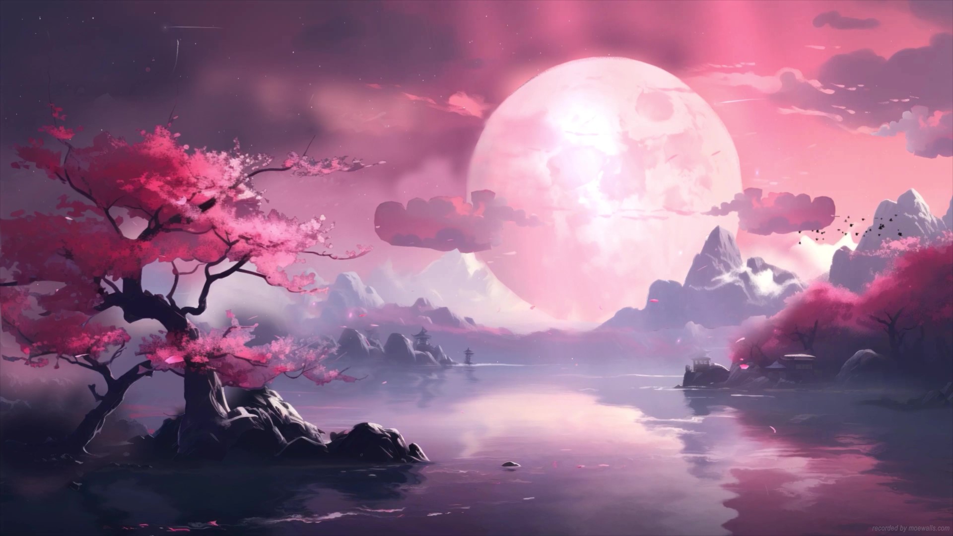 Cherry Blossom Lake Live Wallpaper - MoeWalls